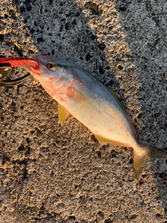 ショゴの釣果