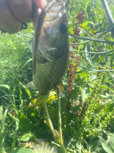 ブラックバスの釣果