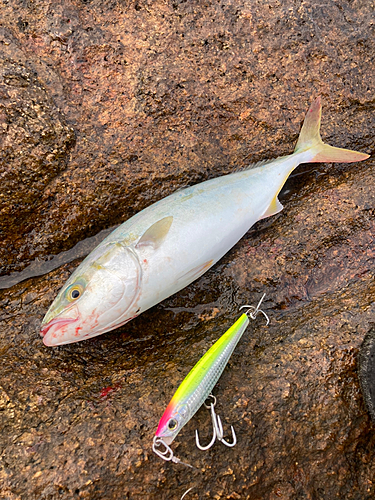 ヤズの釣果