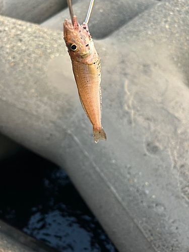 キスの釣果