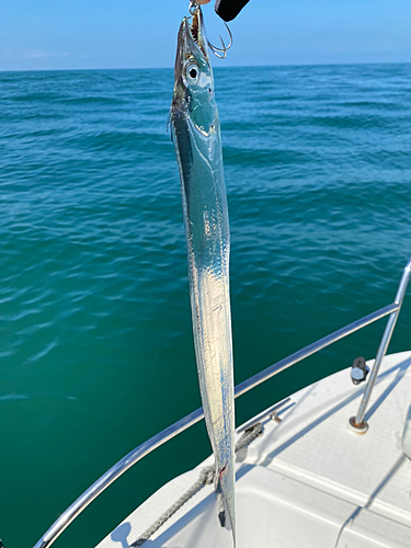 タチウオの釣果