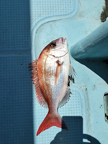 マダイの釣果