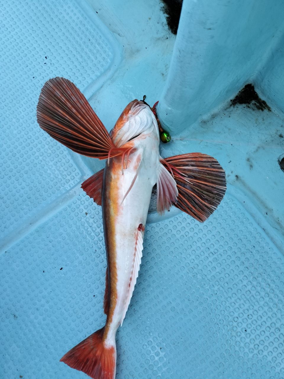 ドS東京湾鯛ラバ備忘録さんの釣果 2枚目の画像