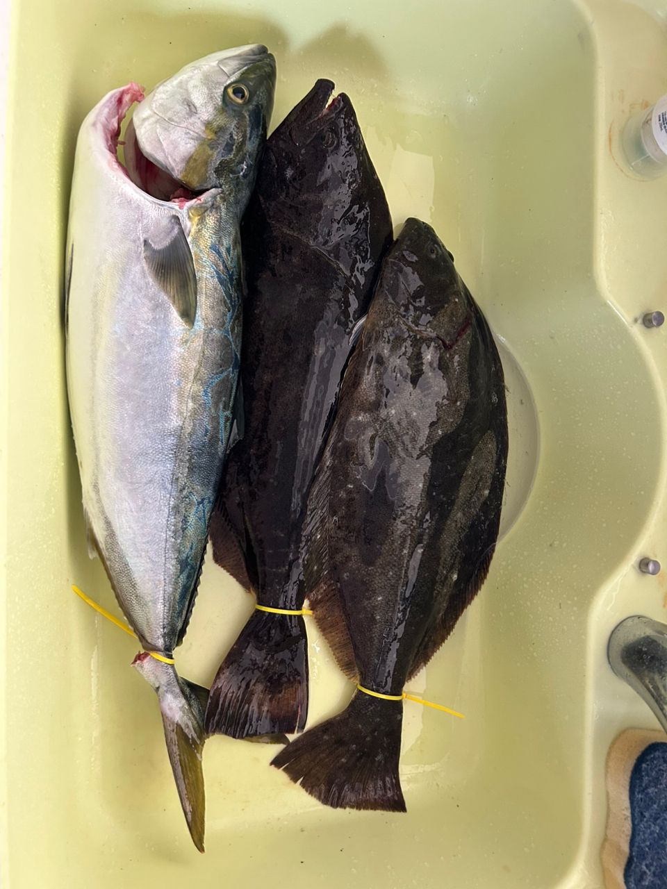 angler-yさんの釣果 2枚目の画像