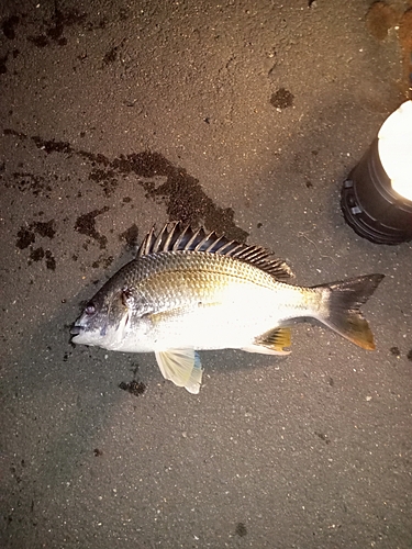 キビレの釣果