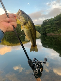 ラージマウスバスの釣果