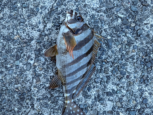 タカノハダイの釣果