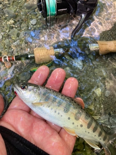 ヤマメの釣果