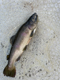 サクラマスの釣果