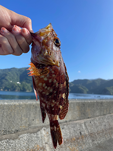 カサゴの釣果