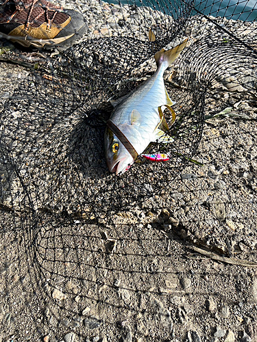 ショゴの釣果