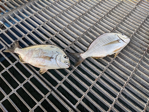 ヘダイの釣果