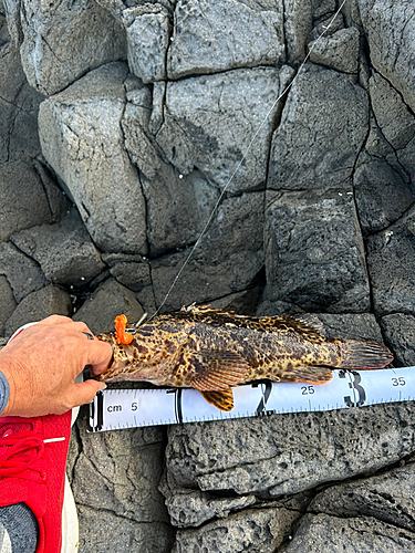 タケノコメバルの釣果