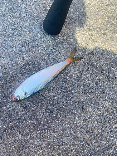 コノシロの釣果