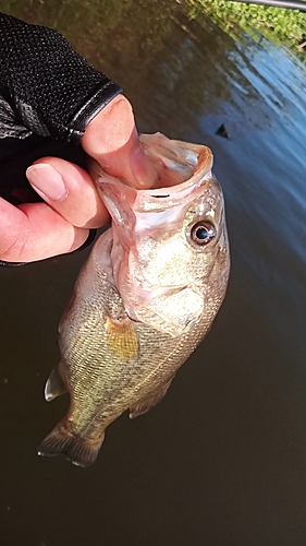 ラージマウスバスの釣果