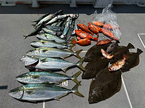 ワラサの釣果