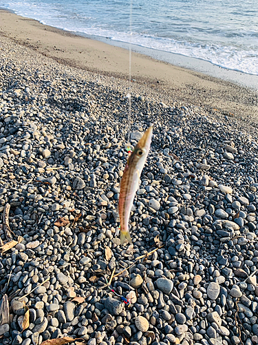 カマスの釣果