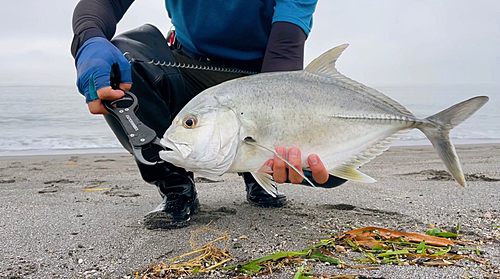 ロウニンアジの釣果