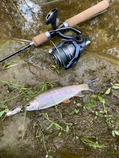 ニジマスの釣果