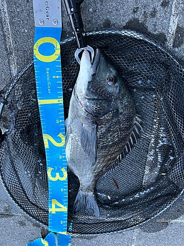 クロダイの釣果