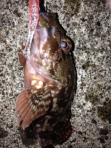 カサゴの釣果