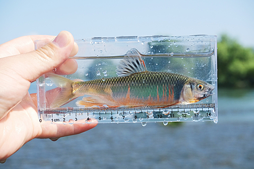 オイカワの釣果