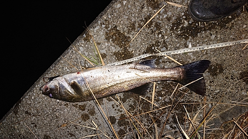 スズキの釣果