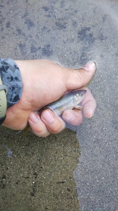 カワムツの釣果