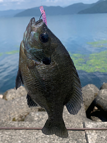 ブルーギルの釣果