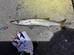 カマスの釣果