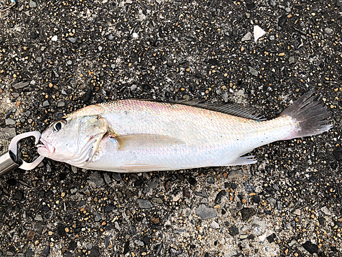 シログチの釣果