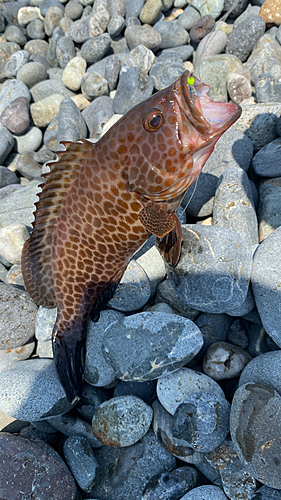 オオモンハタの釣果