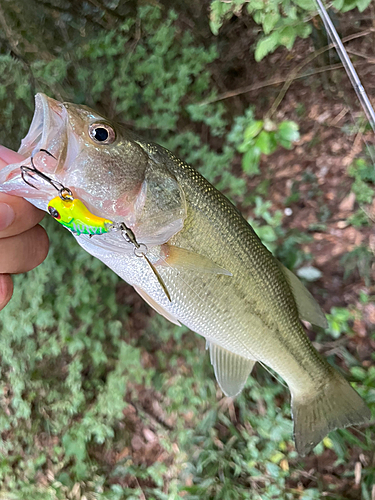 ラージマウスバスの釣果