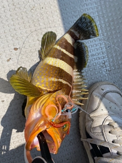 アオハタの釣果