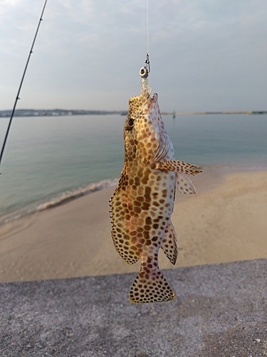 オオモンハタの釣果