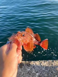 ガシラの釣果