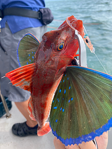 ホウボウの釣果