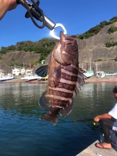 マハタの釣果