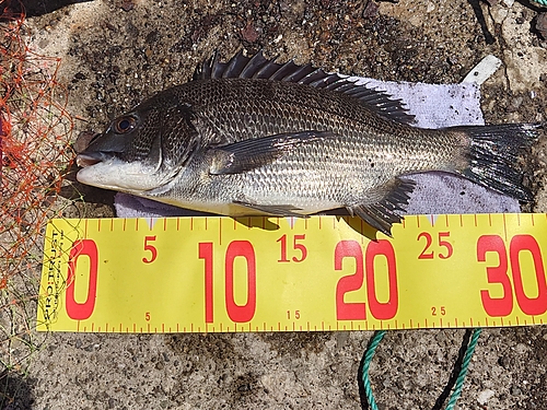 クロダイの釣果