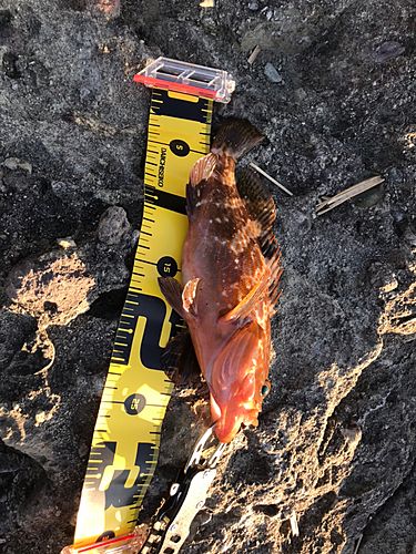 キジハタの釣果