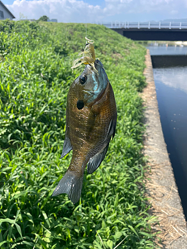 ブルーギルの釣果