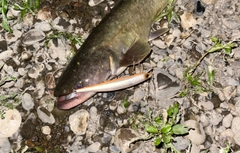 ナマズの釣果