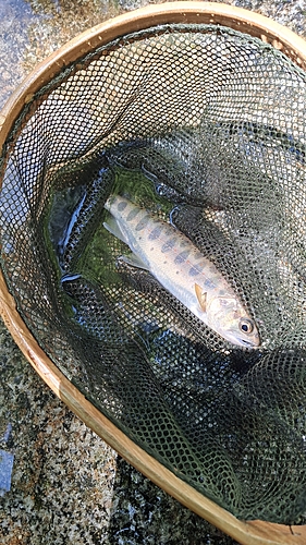 アマゴの釣果