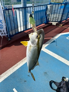 ショゴの釣果