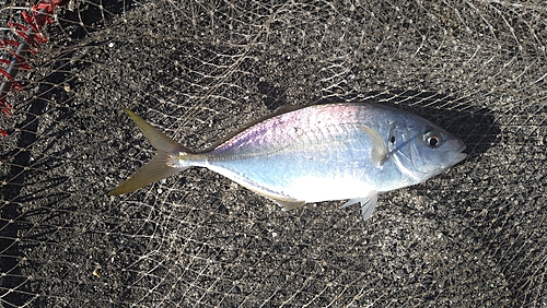 シマアジの釣果