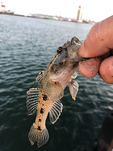 ハゼの釣果