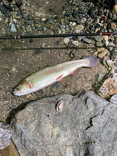 ニジマスの釣果