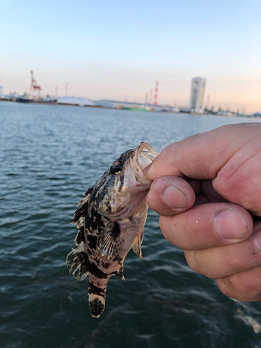 タケノコメバルの釣果