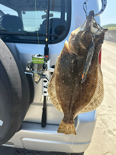 ヒラメの釣果