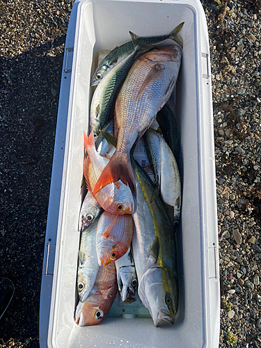 マダイの釣果